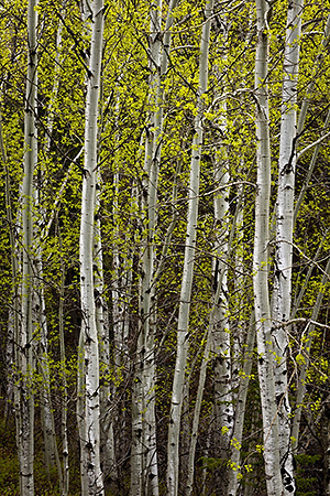 Aspens in Early Spring, Lead, SD